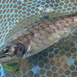 竿が折れ、イトウが釣れた ～フィシングパーク高島の泉～